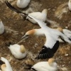 Terej australsky - Sula serrator - Australian Gannet - takapu 0633